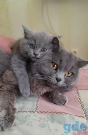 Британские котята, фотография 1