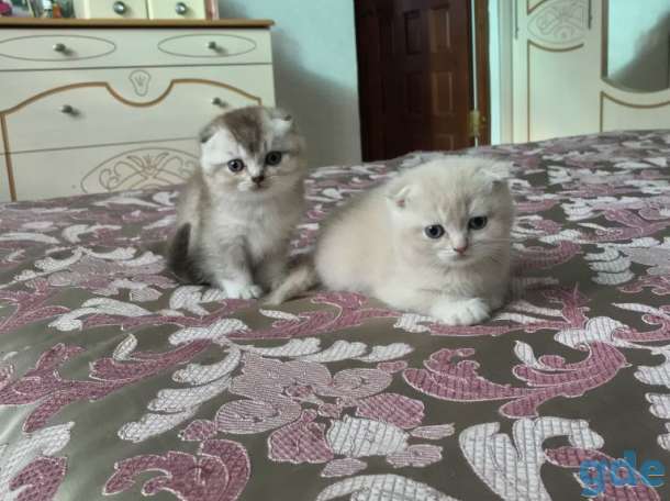 Котята шотландцы вислоухие, фотография 1