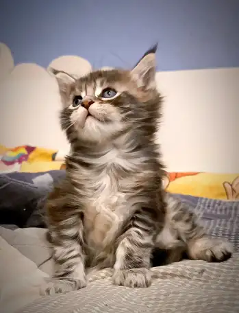 Котята Мейн-кун, фотография 9