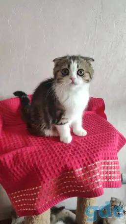 Шотландские котята с голубыми глазами, фотография 3