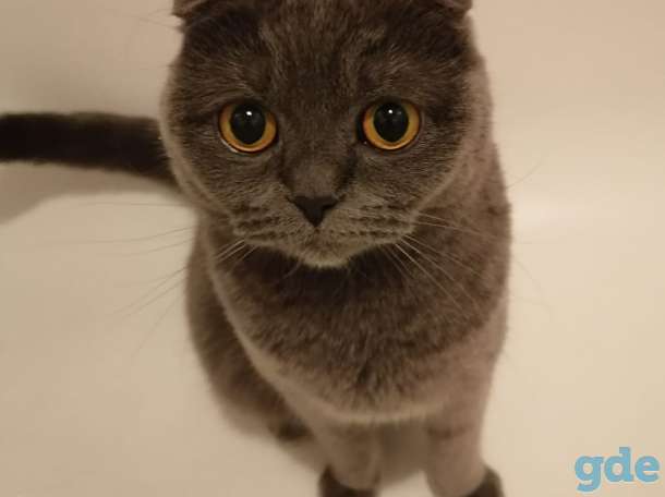Котёнок, фотография 8