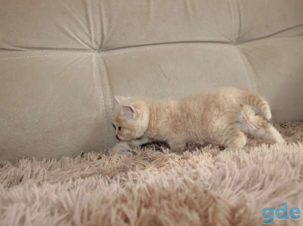 Вислоухие котята, фотография 4
