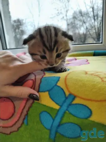 Шотландские котята, фотография 6