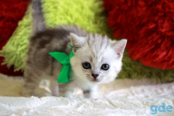 Шотландские котята, фотография 6