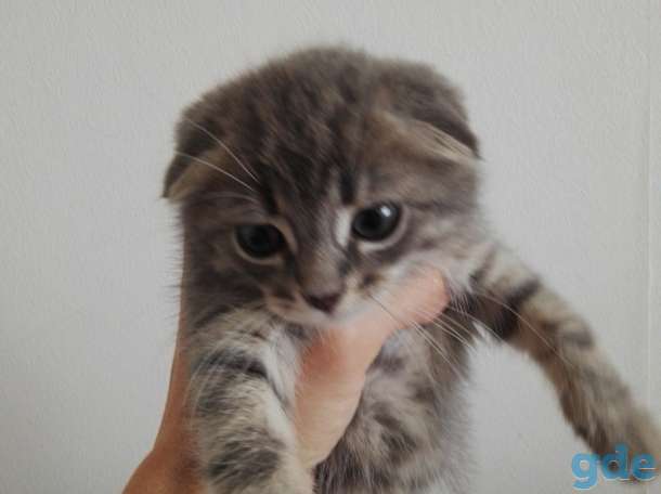 Продается котёнок, фотография 4