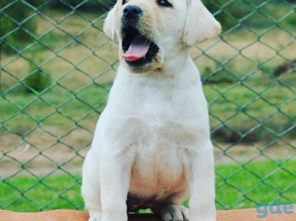 Щенки лабралора палевый и черный окрас, фотография 1