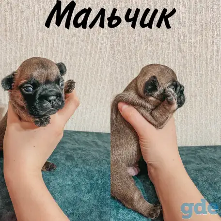 Французские булочки, фотография 6
