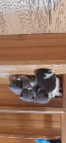 Отдам котят в хорошие руки, фотография 3