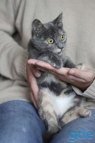 Котенок ищет дом, фотография 1