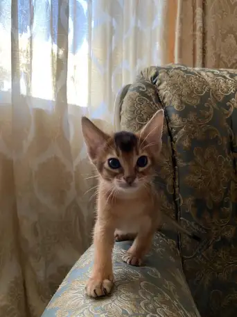 Продам котенка, фотография 4
