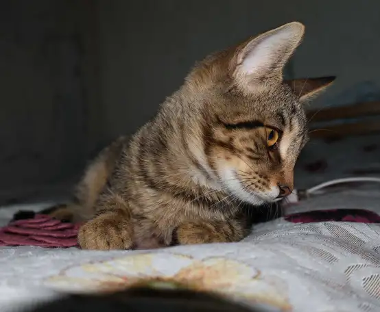 Домашний котенок 4 мес. Друг во всём. Залазит на плечи и целуется, фотография 14
