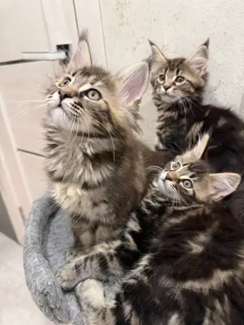 Котята породы Мейн-кун, фотография 2