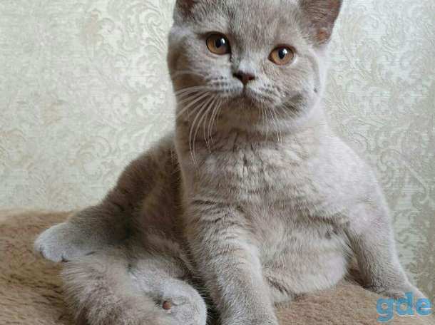 Британские котята, фотография 1