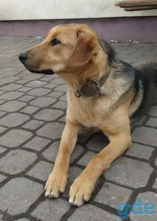 Собака ищет дом, фотография 1