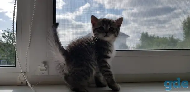 Котята шотландской короткошерстной, фотография 6