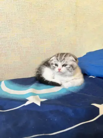 Шотландские котята, фотография 2