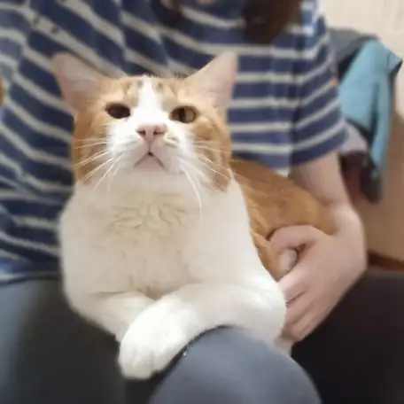 Чудесный рыжий котик Бонечка ищет дом и семью!, фотография 15