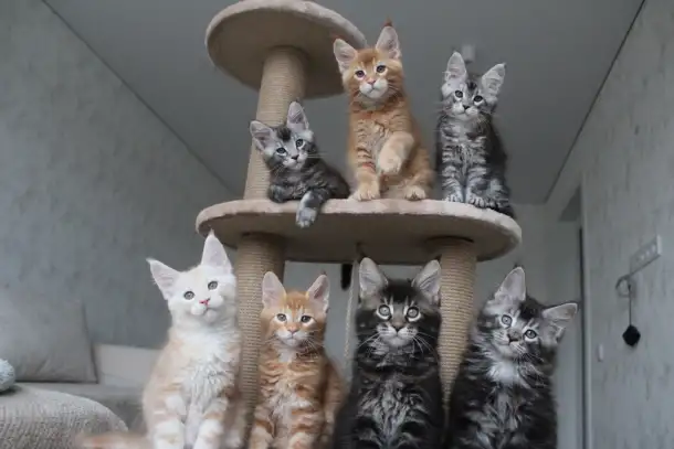 Мейн-кун котята!, фотография 3
