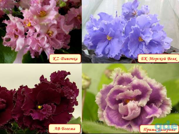 Продам комнатные растения, фотография 2