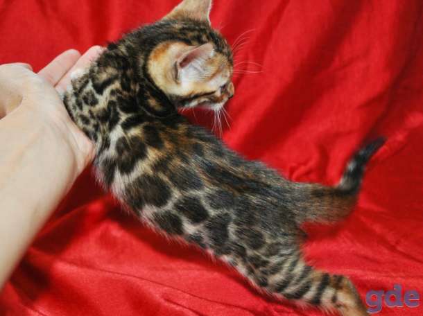 Шикарные бенгальские котята, фотография 5