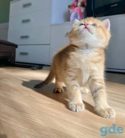 ЗОЛОТАЯ ШИНШИЛЛА шотландские котята, фотография 2