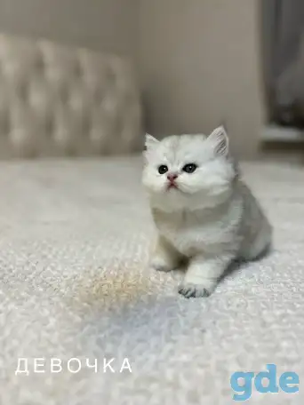 Шотландский котенок, фотография 3