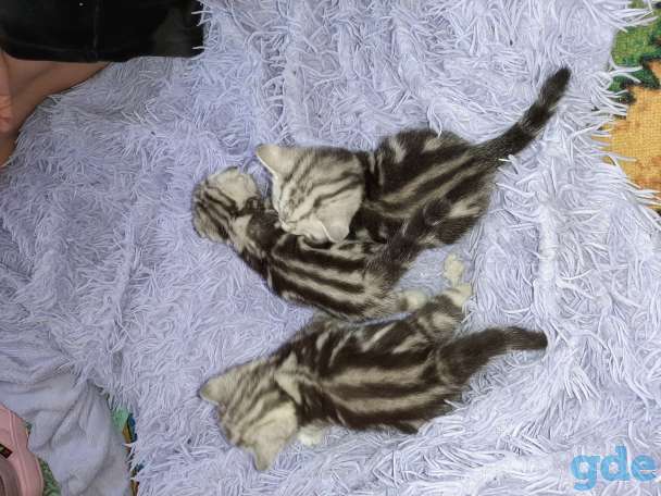 Шотландские котята, фотография 2