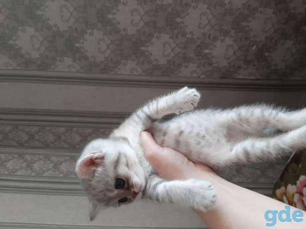 Шотландские котята, фотография 4