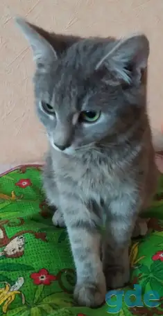 Котята в дар, в добрые руки, фотография 7