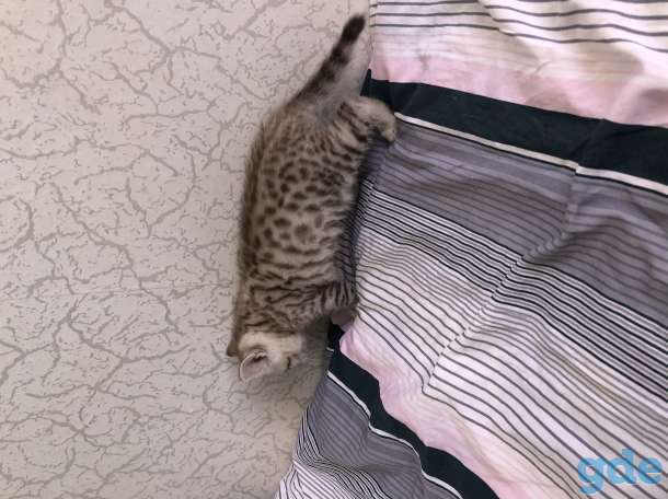 Шотландские котята, фотография 6