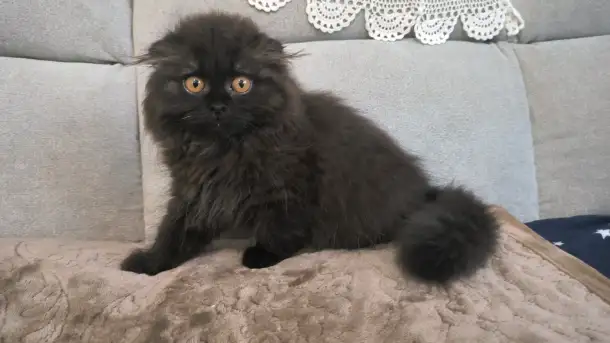 Шотландский котёнок, фотография 2