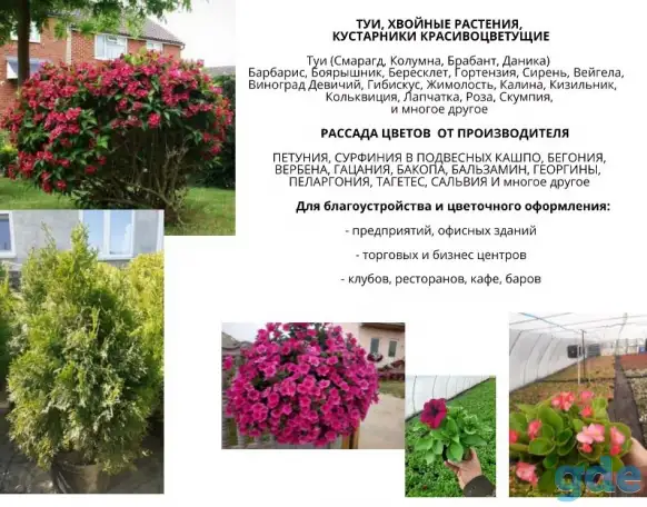 ТУИ, Хвойники, Рассада цветов оптом от производителя., фотография 1