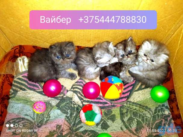 Персидские котята экстремального типа чистокровные.Персы.Котята., фотография 1