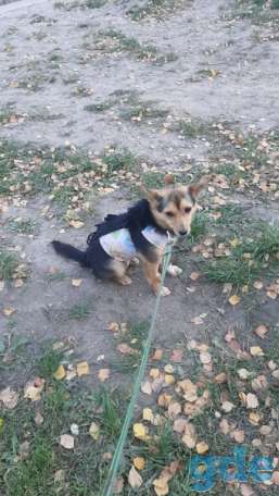 Собака ищет дом, фотография 1