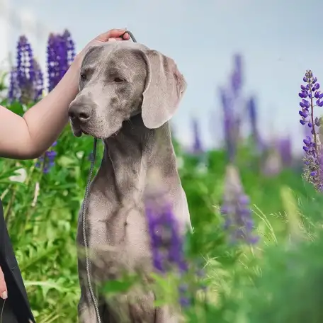 Щенки веймаранера от породных родителей, фотография 10