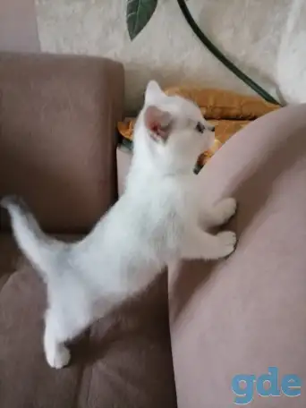 Британские котята, фотография 3