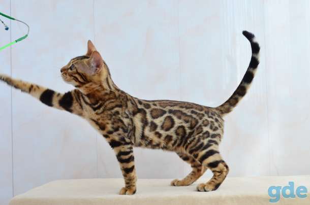 Бенгальский котенок девочка, фотография 4