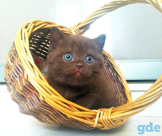 Британский котенок от папы чемпиона, фотография 3