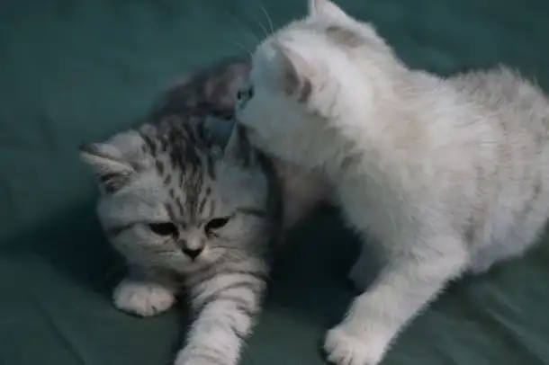 Шотландские котята, фотография 1