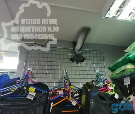 Деорнизация. Борьба с птицами в Беларуси (воробьи, голуби, вороны)., фотография 4