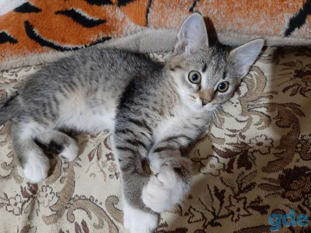 Котёнок в дар, фотография 4