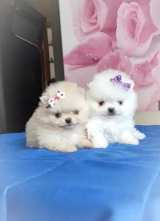 Померанский шпиц, щенки. Мини мишки, фотография 1