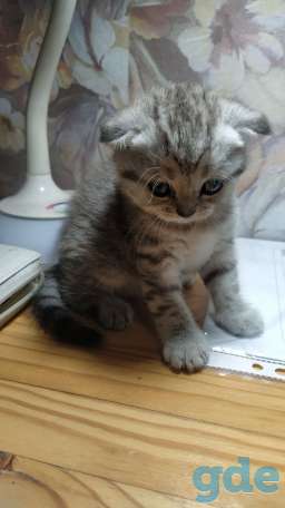 Шотландские котята, фотография 2