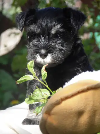 Щенки цвергшнауцера, фотография 2