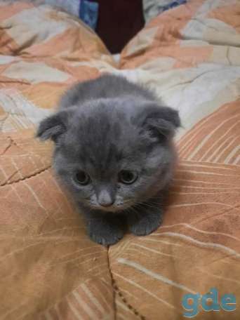 Британские кошечки, фотография 4