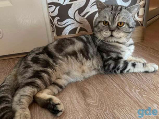 Шотландские котята, фотография 11