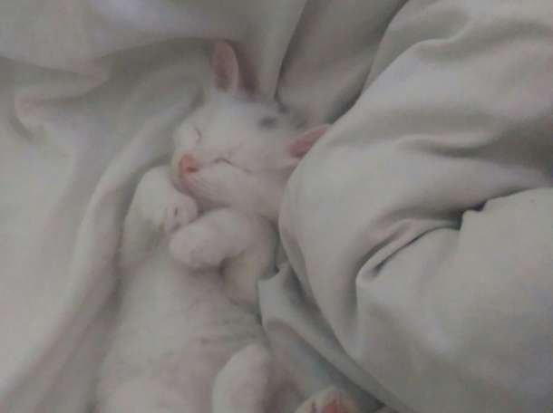 Котята в дар, фотография 5