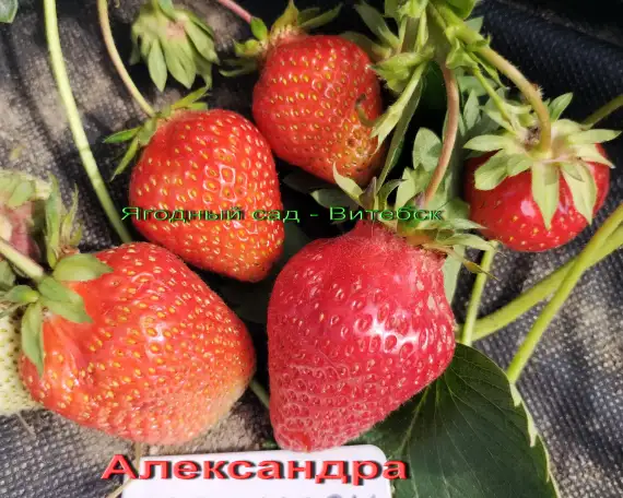 CАЖЕНЦЫ КЛУБНИКИ -50 сортов - купить в Гродно и Могилеве  с питомника, фотография 4