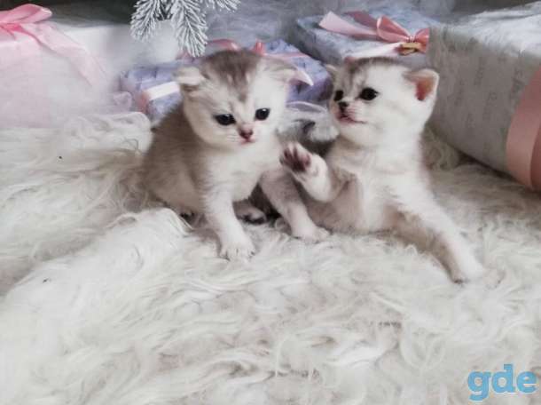 котята шиншилла на серебре, фотография 2