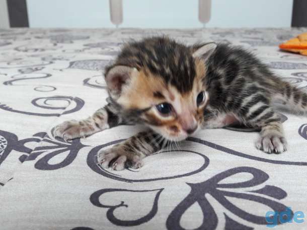 Бенгальские котята, фотография 7